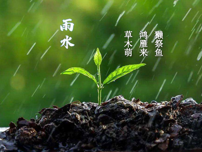 雨水 雨水